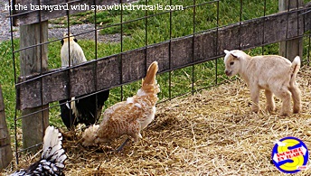 Gettysburg Farm animals