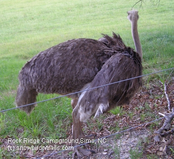 Make a new feathered friend at Rock Ridge Campground just off I-95 in Sims, NC