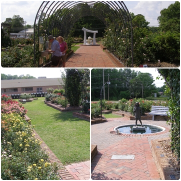 Don't miss the Wilson Rose Garden in Wilson, NC>  <br>
Wilson Rose Garden, Wilson, NC<br>
<br>

<div align=