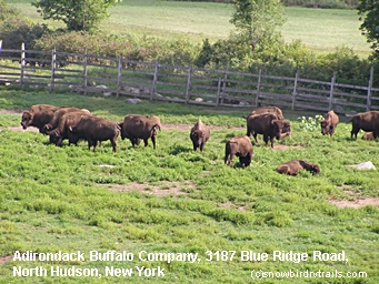 Buffalo Ranch North Hudson, NY