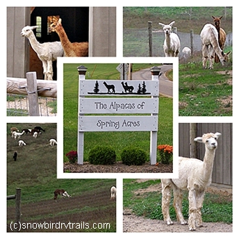 The Alpacas of Spring Acres collage