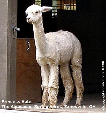 Princess Kate at The Alpacas of Spring Acres, Zanesville, OH