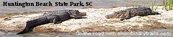 Gators at Huntington Beach State Park, SC