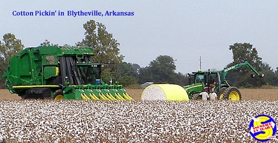 Cotton picking time in Arkansas