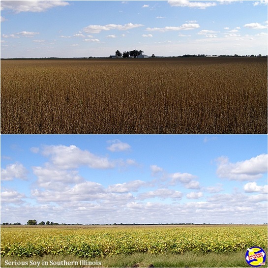 Illinois Soybean Fields